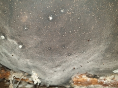 Pyrrhoderma