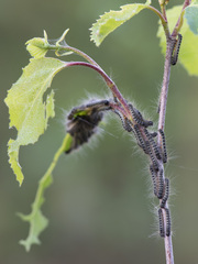 Eriogaster lanestris