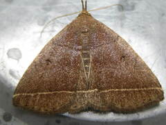 Zanclognatha obscuripennis