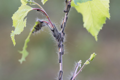 Eriogaster lanestris