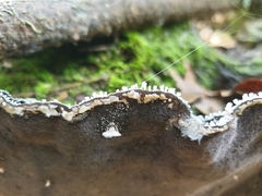 Pyrrhoderma