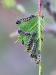Eriogaster lanestris