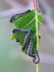 Eriogaster lanestris