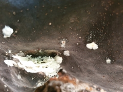 Pyrrhoderma