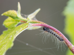 Eriogaster lanestris