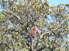 Eurystomus glaucurus suahelicus