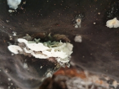 Pyrrhoderma