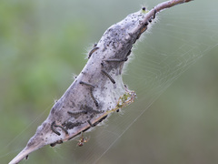 Eriogaster lanestris