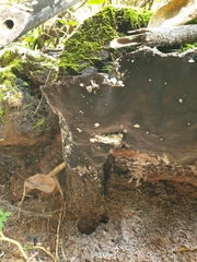 Pyrrhoderma