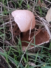Battarrea phalloides