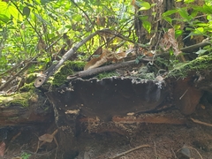 Pyrrhoderma