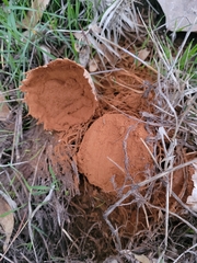 Battarrea phalloides