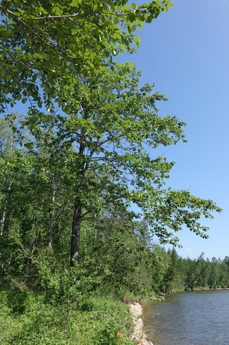 Populus suaveolens iNat (2)
