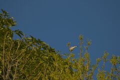 Setophaga coronata auduboni