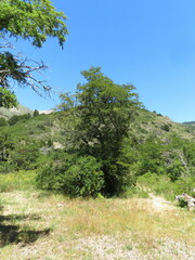 Nothofagus antarctica