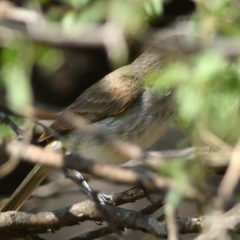 Euscarthmus meloryphus