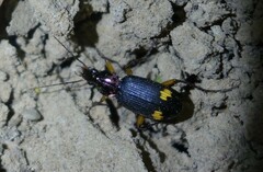 Chlaenius bioculatus