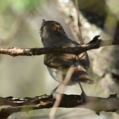 Euscarthmus meloryphus