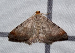 Macaria transitaria