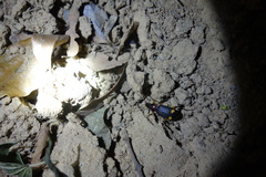 Chlaenius bioculatus