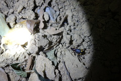 Chlaenius bioculatus