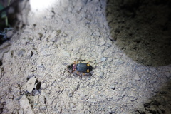 Chlaenius bioculatus