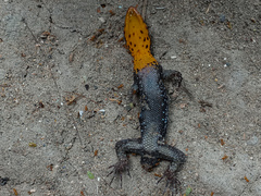 Gonatodes caudiscutatus