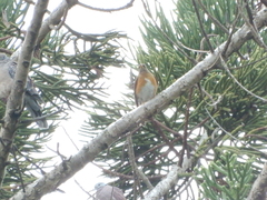 Turdus chrysolaus