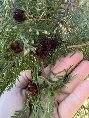 Platycladus orientalis