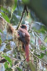 Trogon personatus