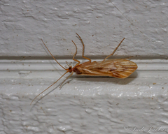Platycentropus radiatus