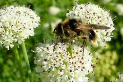 Cheilosia illustrata