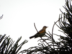 Turdus chrysolaus