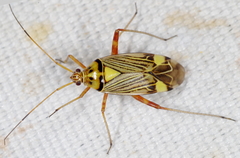 Rhabdomiris striatellus