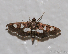 Desmia funeralis