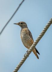 Monticola saxatilis