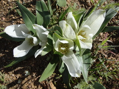 Colchicum capense ciliolatum