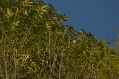 Setophaga coronata auduboni