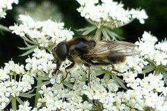 Cheilosia illustrata