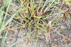 Cyperus rubicundus