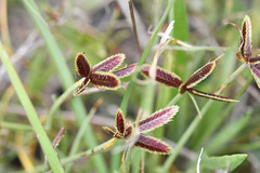 Cyperus rubicundus