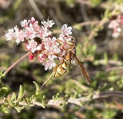 Polistes dorsalis californicus
