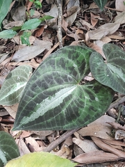 Dioscorea dodecaneura