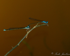 Enallagma divagans