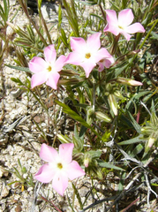 Phlox stansburyi