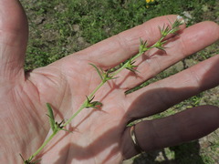 Buglossoides arvensis