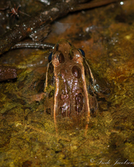 Lithobates kauffeldi