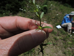 Buglossoides arvensis