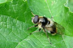 Cheilosia illustrata