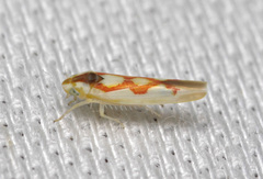 Zygina flammigera